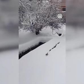 İmamın seslendiği kedilerin karda sıralı şekilde y&uuml;r&uuml;mesi g&ouml;r&uuml;nt&uuml;lendi