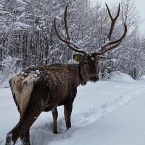 Kocaeli'de kameraya yansıyan kızılgeyik, g&ouml;r&uuml;nt&uuml;s&uuml;yle mest etti