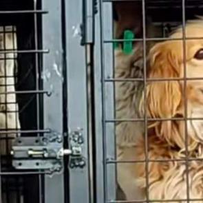 İyilik bahane vurgun şahane: Nevşehir'de hayvan ka&ccedil;ak&ccedil;ılığı iddiası!