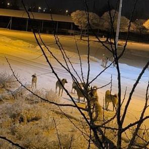 Kayseri&rsquo;de başıboş k&ouml;peğinin saldırısına uğrayan &ccedil;ocuk yaralandı