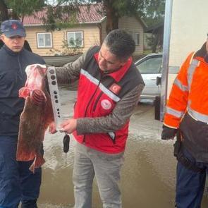Kocaeli'de yakaladığı 500 kalkan balığının sevinci kursağında kaldı