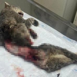 Muğla'da kan donduran hadise: Derisi y&uuml;z&uuml;lm&uuml;ş, kuyruğu kesilmiş halde &ouml;l&uuml; bulundu!