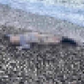 İzmir'de sır olay: Sahile vurmuş &ccedil;ocuk cesedi bulundu