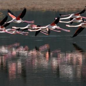 B&uuml;y&uuml;k Menderes Deltası, sulak alanlarıyla yaban hayatına can veriyor