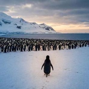 Buzulların ortasında tek başına: Nihilist Penguen'in sakladığı o sarsıcı mesaj ne?