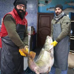 Elazığ'da yakalanan dev balığı iki kişi zor taşıdı! Fiyatı belli oldu