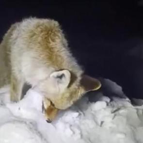 Hakkari'de hareketsiz tilkiye yaklaşan k&ouml;yl&uuml; acı manzarayla karşılaştı