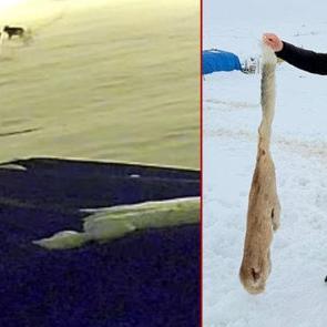 Kurtlarla d&ouml;v&uuml;şen k&ouml;pekten geriye postu kaldı