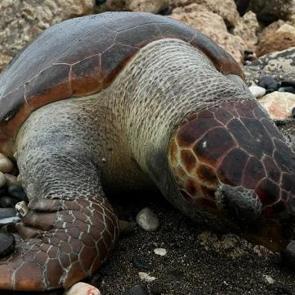 Nesilleri tehlike altında! Mersin'de 15 g&uuml;nde 7 caretta caretta &ouml;l&uuml; bulundu