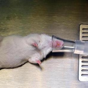 Pankreas kanserinde umut ışığı: Farelerdeki t&uuml;m&ouml;rler tamamen temizlendi