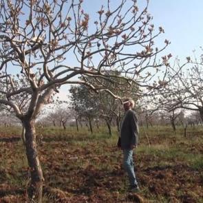 Şanlıurfa'da "doğal bereket" &ccedil;ift&ccedil;inin y&uuml;z&uuml;n&uuml; g&uuml;ld&uuml;rd&uuml;