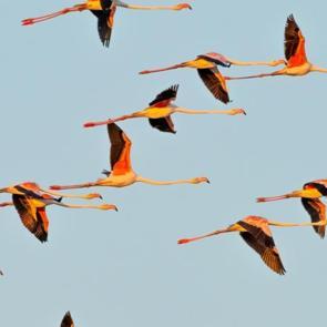 T&uuml;rkiye&rsquo;nin sulak alanlarında 74 t&uuml;rden 287 bin su kuşu sayıldı