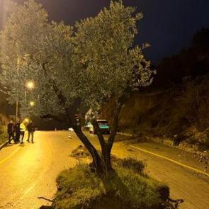 Bir gecede yolun ortasında belirdi! Aydın'da zeytin ağacı yolu ikiye b&ouml;ld&uuml;