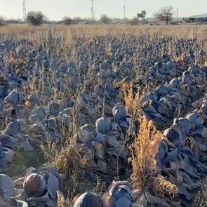 &Ccedil;ift&ccedil;i dert yandı: Tanesi 80 TL'lik &uuml;r&uuml;ne 5 TL fiyat bi&ccedil;tiler