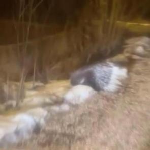 Gen&ccedil;ler hayrete d&uuml;şt&uuml;! Hint oklu kirpi Sivas'ta g&ouml;r&uuml;ld&uuml;