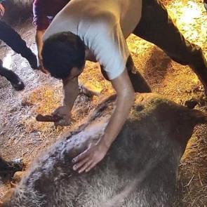 Ameliyathane değil ahır! İneğe ekmek bı&ccedil;ağıyla sezaryen yaptılar