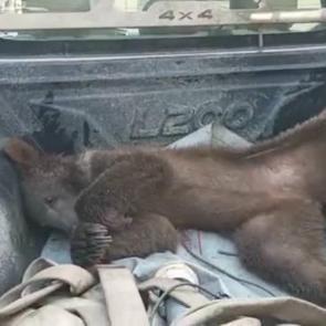 Ayı bayıltan bal olarak &uuml;nlenmişti: Deli bal fiyatıyla dudak u&ccedil;uklatıyor