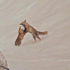 Dron &ouml;yle bir g&ouml;r&uuml;nt&uuml; kaydetti ki! İzleyenler tekrar tekrar oynattı