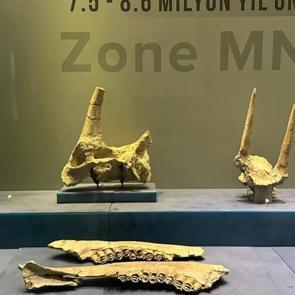 8 milyon yıl &ouml;ncesine ışık tutuyor: 40 bin kişiyi ağırladı