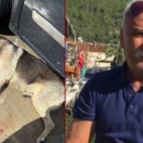 Muğla'da tavuklarını yiyen 2 k&ouml;peği &ouml;ld&uuml;ren şahıs tutuklandı 