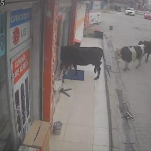 Batman'da sahibinden ka&ccedil;an ineklerin bir iş yerine girdiği anlar kamerada