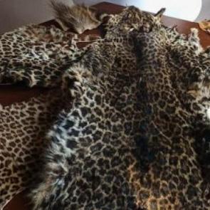 &Ccedil;ukurova'da yasa dışı yaban hayvanı &uuml;r&uuml;nleri ele ge&ccedil;irildi