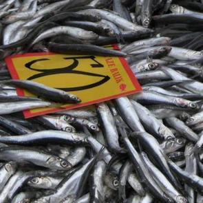 Tezgahlar şenlendi! Edirne'de hamsinin kilosu 50 liraya d&uuml;şt&uuml;