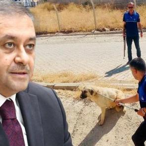 Vali resmen duyurdu! Bir b&uuml;y&uuml;kşehrimizde tek bir sokak k&ouml;peği dahi kalmadı
