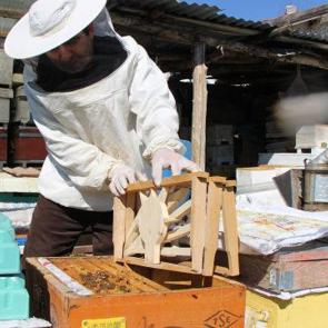 Amasya'da ilgin&ccedil; se&ccedil;im: Kazananı arılar belirleyecek