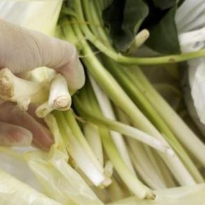 Ağzına alır almaz fenalaştı: Pazı diyerek aldığı ot zehirli &ccedil;ıktı 