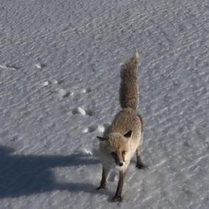 Dron &ouml;yle bir g&ouml;r&uuml;nt&uuml; kaydetti ki! İzleyen g&uuml;zelliğine doyamadı
