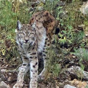 Erzincan'da g&ouml;r&uuml;nt&uuml;lendi: Avlamanın cezası 870 bin TL