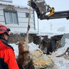 Kars'ta 2 ahır &ccedil;&ouml;kt&uuml;, 4 b&uuml;y&uuml;kbaş hayvan telef oldu