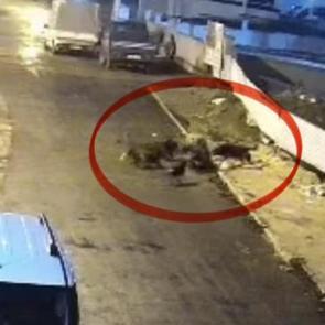 Sokak k&ouml;peklerinin dehşeti kamerada: Teravih d&ouml;n&uuml;ş&uuml; yaşlı kadına saldırdılar