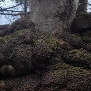 Trabzon'da avcılar tesad&uuml;fen buldu! Altın değerinde