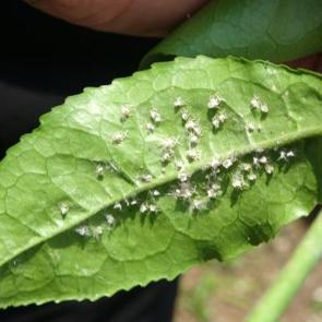 &Uuml;&ccedil;l&uuml; istilacı t&uuml;r, &ccedil;ift&ccedil;inin k&acirc;busu oldu! Doğu Karadeniz&rsquo;de yayılıyor 