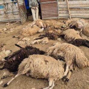 Tunceli'de kurt dehşeti! 64 koyun telef oldu