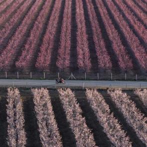 Bahar renkleri mest etti: Hatay&rsquo;da meyve ağa&ccedil;ları &ccedil;i&ccedil;ek a&ccedil;tı
