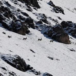 Kamera &ouml;yle bir g&ouml;r&uuml;nt&uuml; kaydetti ki! İzleyen tekrar tekrar oynattı