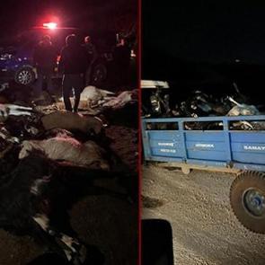 Hatay'da besiciyi &ccedil;aresiz bırakan olay: Su i&ccedil;en 43 k&uuml;&ccedil;&uuml;kbaş telef oldu