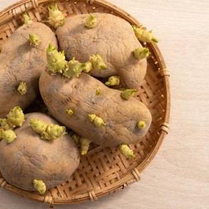 Patates neden &ccedil;abuk filizlenir? Doğru saklama y&ouml;ntemleri