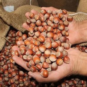 T&uuml;rkiye, fındık ihracatından iki ayda 388 milyon doları aşkın gelir sağladı