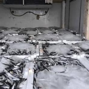 Yakaladığı 290 kasa balığın sevinci kursağına dizildi