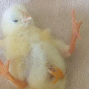 Diyarbakır'da d&ouml;rt ayaklı civcivi g&ouml;ren şaşıp kaldı 