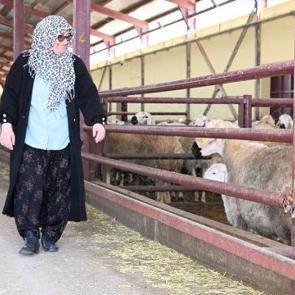 Aldığı devlet desteğiyle 103 koyunu 800 başa &ccedil;ıkarttı 