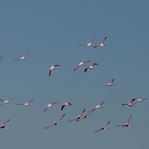 Allı turnalar Yozgat&rsquo;ta baharı m&uuml;jdeledi!