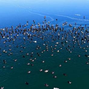 Bitlis Nazik G&ouml;l&uuml;&rsquo;nde &ouml;rdekler buzların arasında g&ouml;rsel ş&ouml;len oluşturdu