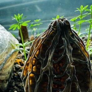 Fiyatı kırmızı eti fersah fersah solladı! Rakamı duyan şoke oldu