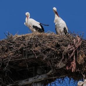  Yaren Leylek, eşi Nazlı ile de buluştu
