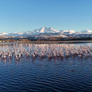 Kayseri&rsquo;de flamingolar Erciyes Dağı manzarasıyla mest etti